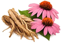 {{OFFER_NAME}} — экстракт корня эхинацеи (Echinacea purpurea)