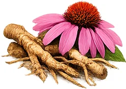 {{OFFER_NAME}} — экстракт корня эхинацеи (Echinacea purpurea)