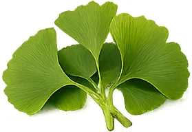 {{OFFER_NAME}} — экстракт листьев гинкго билоба (Ginkgo biloba)