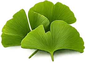 {{OFFER_NAME}} — экстракт листьев гинкго билоба (Ginkgo biloba)