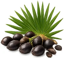 {{OFFER_NAME}} — экстракт плодов со пальметто (Serenoa repens)